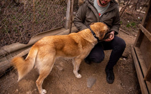 Freundlicher und lebensfroher Abruzzo sucht ein neues Zuhause Bild 2