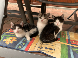 Katzen Kater Kitten Katzenbabys abzugeben