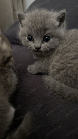 britisch Kurzhaar baby katzen 