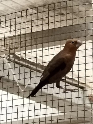 Silberschnäbelchen Bild 4