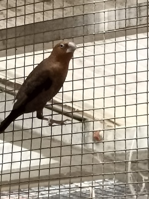 Silberschnäbelchen Bild 2