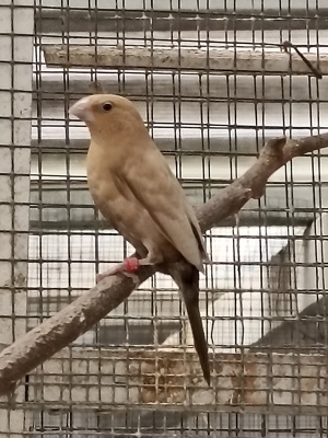 Silberschnäbelchen Bild 3