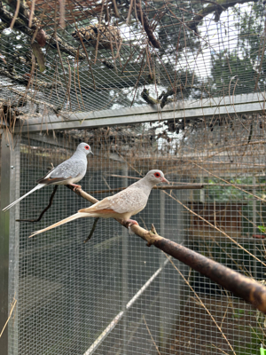 Geopelia cuneata Diamand Tauben 