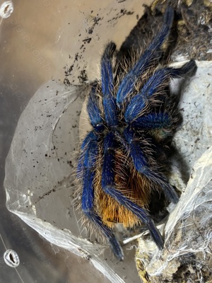 Vogelspinnen Chromatopelma cyaneopubescens ENZ