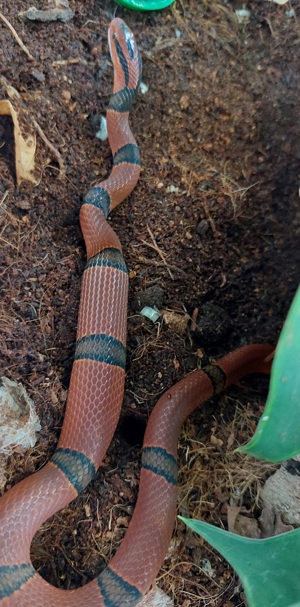 Oreocryptophis porphyraceus pulcher (Yunnan Bambusnatter