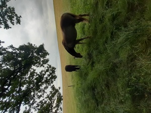 Reiten und Ziegenwandern für Kinder