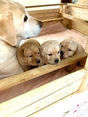 Reinrassige Labrador-Welpen suchen ein liebevolles Zuhause