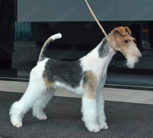 Drahthaar Foxterrier tricolor Deckrüde