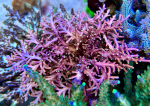 Korallenableger abzugeben