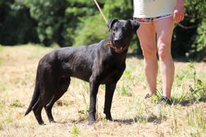 Labrador-Schäferhundmischling *BEPPO*