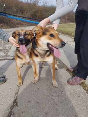 *EMA und BOJAR* - zwei Schäferhunde im Doppelpack Bild 5