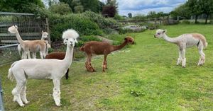 Alpaka-Herde - Alpakas Bild 5