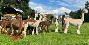 Alpaka-Herde - Alpakas Bild 3