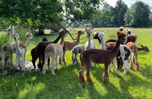 Alpaka-Herde - Alpakas Bild 7