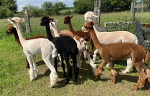 Alpaka-Herde - Alpakas Bild 4