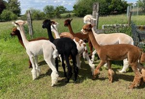 Alpaka-Herde - Alpakas Bild 6