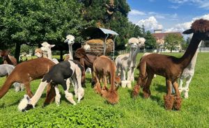 Alpaka-Herde - Alpakas Bild 2