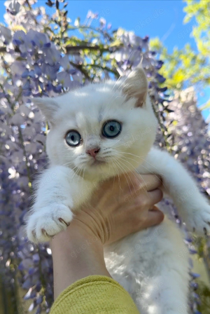 BKH Kitten mit Chip, Impfpass, Gesundheitszeugnis und Stammbaum