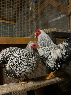 Zuchthahn Hahn Zwerg-Wyandotte Silber schwarzgesäumt