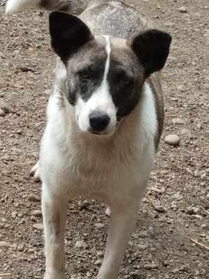 Hast du ein Plätzchen für SHANTI? Bild 2