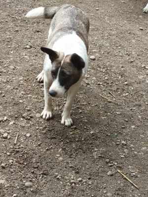 Hast du ein Plätzchen für SHANTI? Bild 5