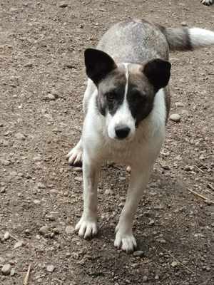 Hast du ein Plätzchen für SHANTI? Bild 6