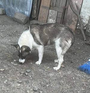 Hast du ein Plätzchen für SHANTI? Bild 4