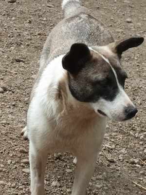 Hast du ein Plätzchen für SHANTI? Bild 3