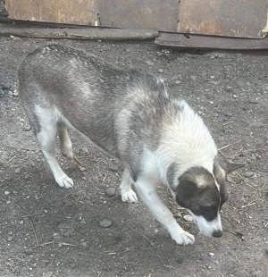 Hast du ein Plätzchen für SHANTI? Bild 8