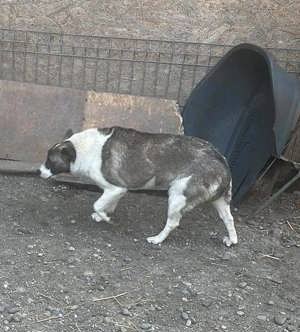 Hast du ein Plätzchen für SHANTI? Bild 7