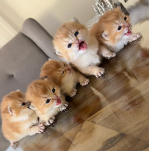 BKH Black Golden tabby ny 25 kitten reinrassig goldene babys mit Stammbaum