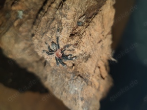 Psalmopoeus irmina 