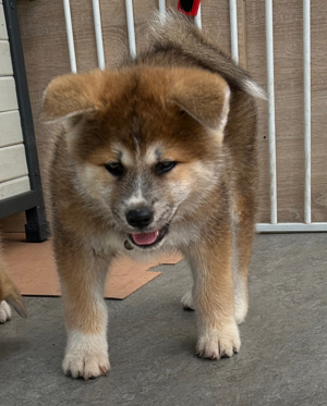 Akita Inu Welpen reinrassig