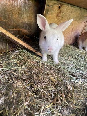 Kaninchen mit Stall komplett