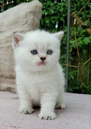 Britisch Kurzhaar Kitten (BKH) iin chocolate und lilac (tabby) point mit blauen Augen