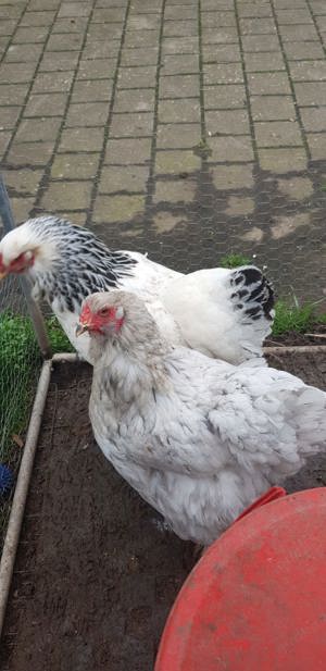 Bruteier große Brahma, Hahn, Henne, Küken, Hühner  Bild 2