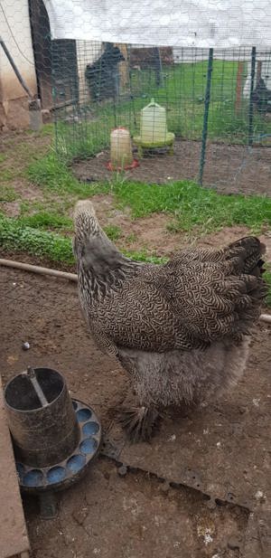 Bruteier große Brahma, Hahn, Henne, Küken, Hühner  Bild 6