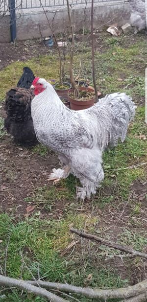Bruteier große Brahma, Hahn, Henne, Küken, Hühner  Bild 8