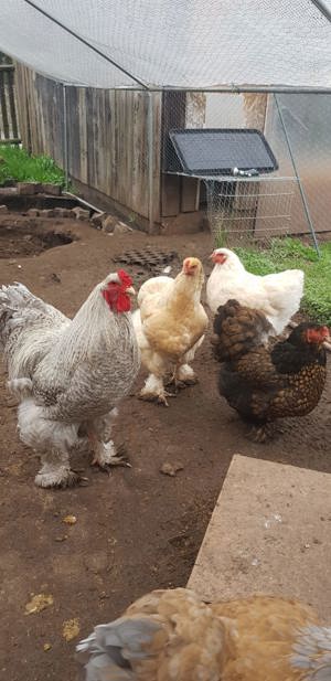 Bruteier große Brahma, Hahn, Henne, Küken, Hühner  Bild 4