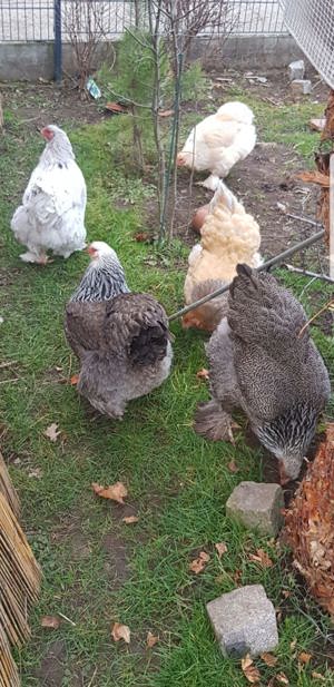 Bruteier große Brahma, Hahn, Henne, Küken, Hühner  Bild 9