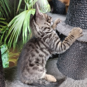 Kaufen Sie ein Kätzchen, ein Kätzchen, eine Katze zum Verkauf