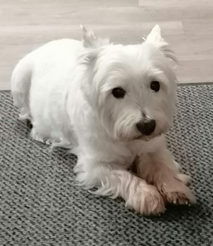 Westie Deckrüde gesuchtSuche für meine 