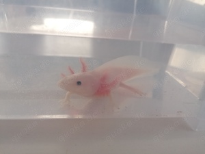 Axolotl jungtiere 