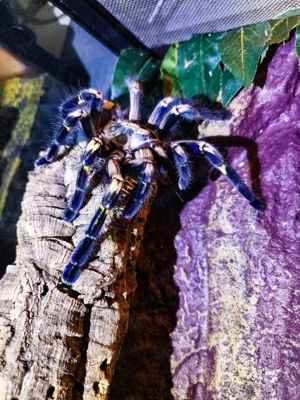 Vogelspinnen, Brachypelma, Poecilotheria Metallica , 