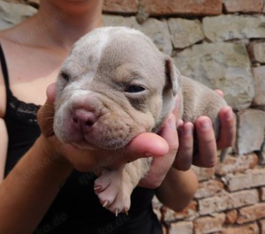 American bully pocket exotic - top stammbaum!!! 