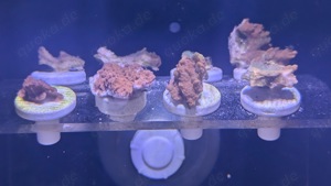 Montipora Ableger 