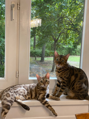 Zwei Liebevolle und Verspielte Bengal-Kater zu Vergeben