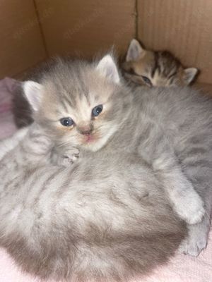 Katzen Babys Bkh