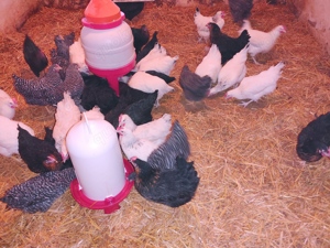 Geflügelverkauf Bild 3