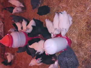 Geflügelverkauf Bild 7